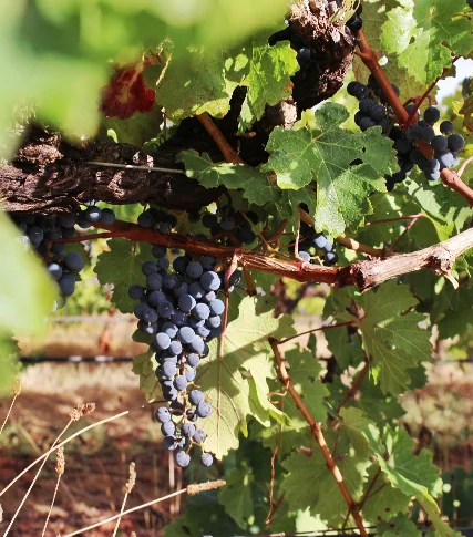 Blaauwklippen - Wine Trails 04