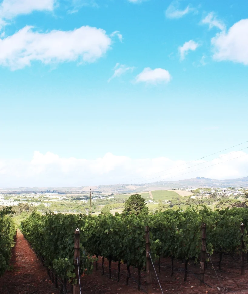 Blaauwklippen - Wine Trails 05@2x